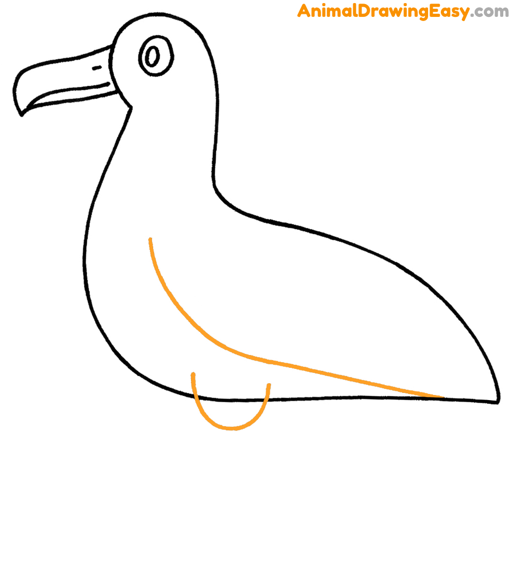 Albatross Drawing Tutorial
