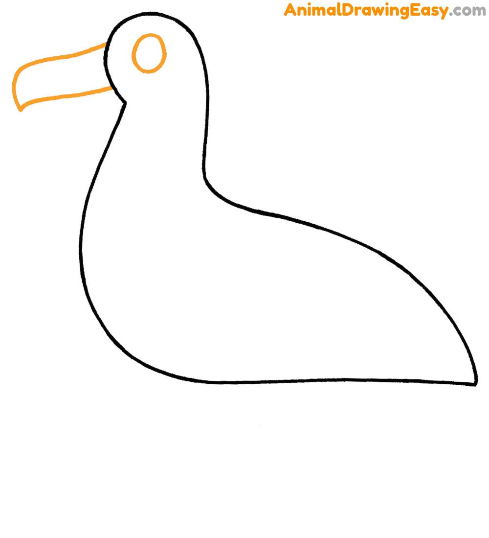 Albatross Sketch