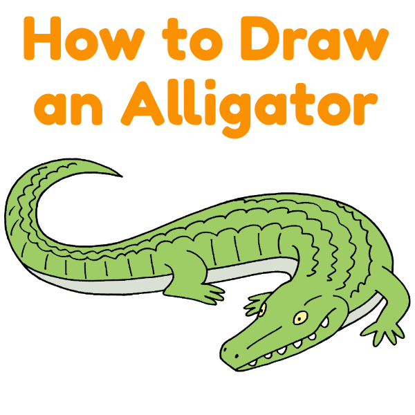 How to Draw an Alligator - Animaldrawingeasy.com