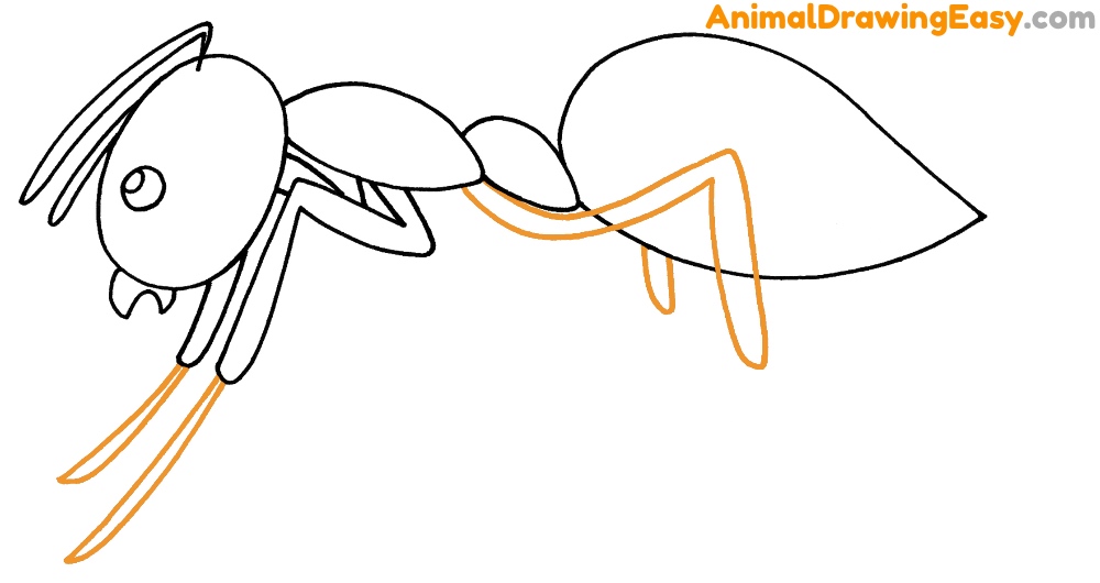 Ant Drawing Tutorial