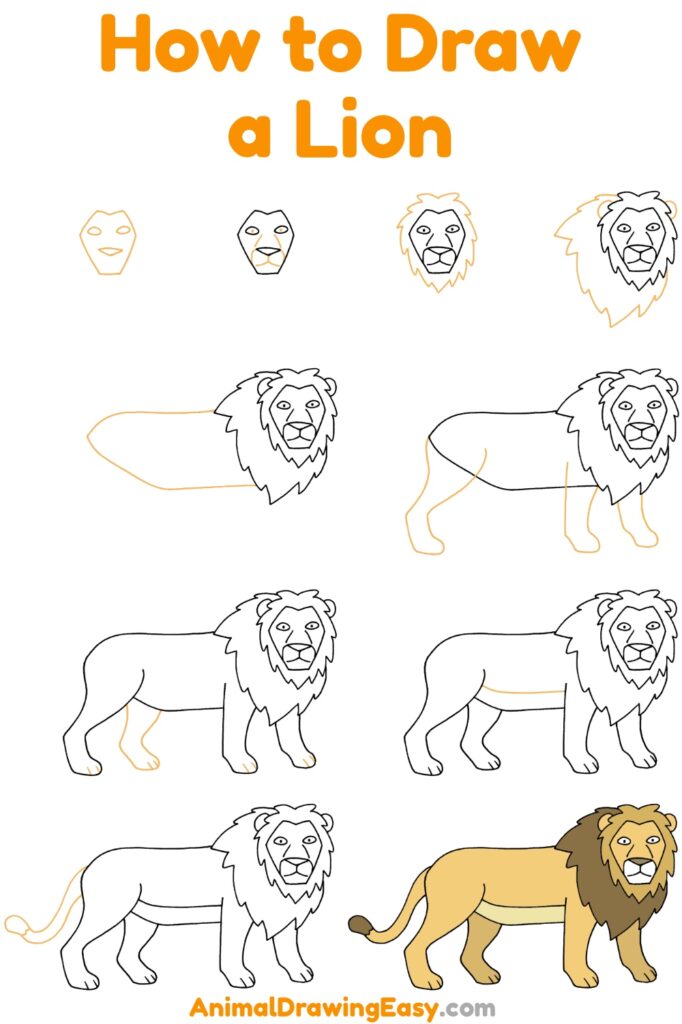 How to Draw a Lion - Animaldrawingeasy.com