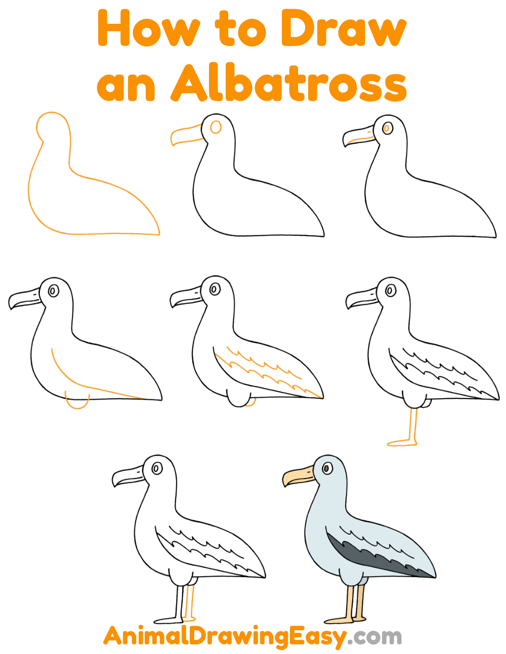 How to Draw an Albatross Step by Step