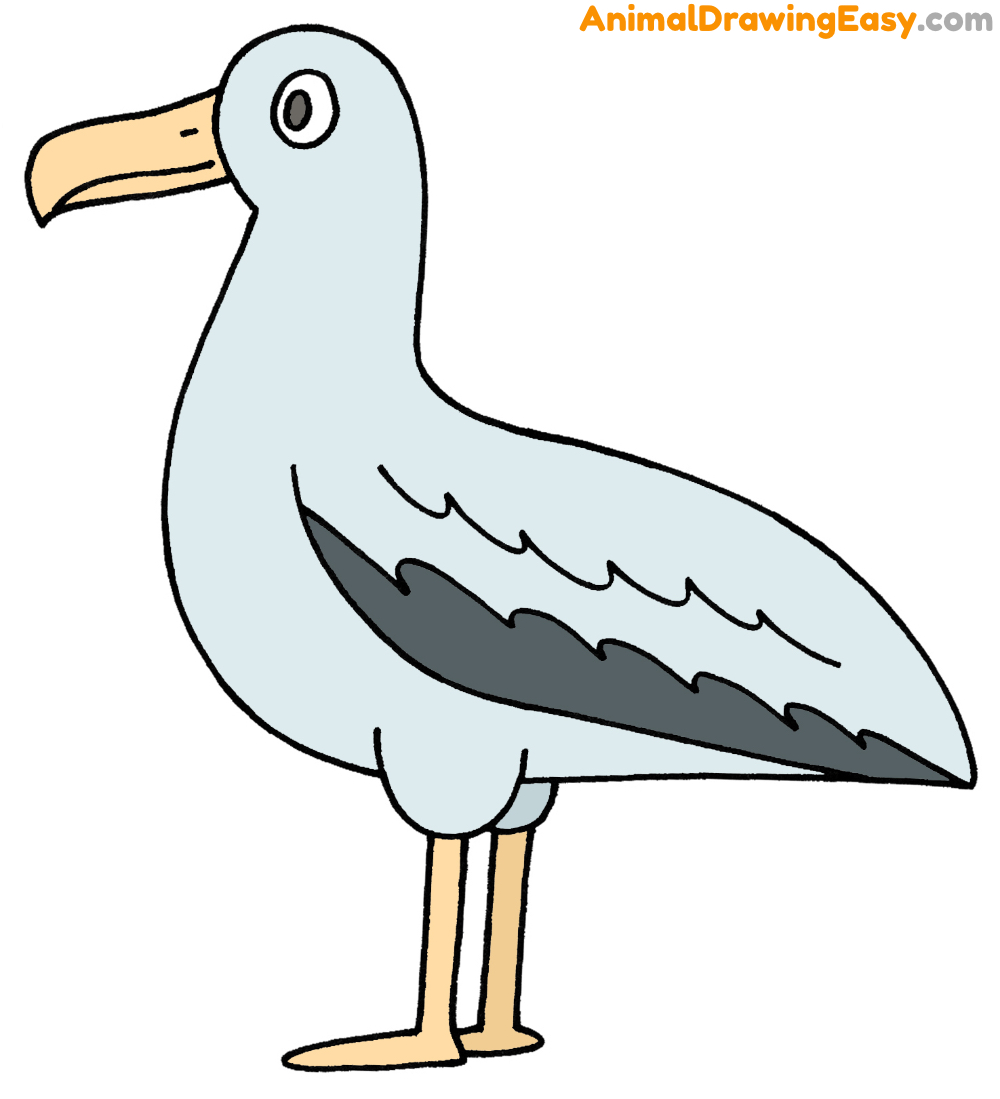 How to Draw an Albatross