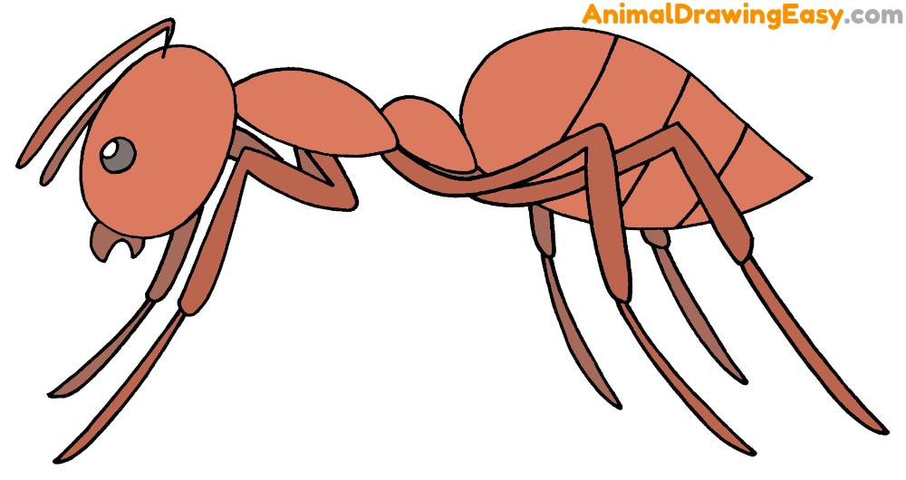 How to Draw an Ant