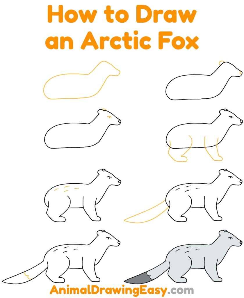 How to Draw an Arctic Fox