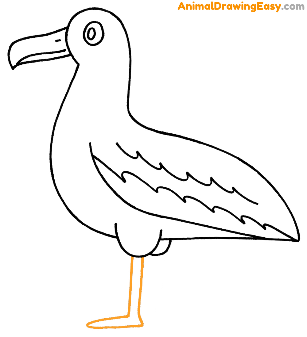 wandering albatross drawing
