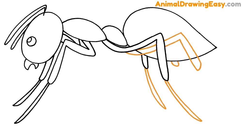 How to Sketch an Ant