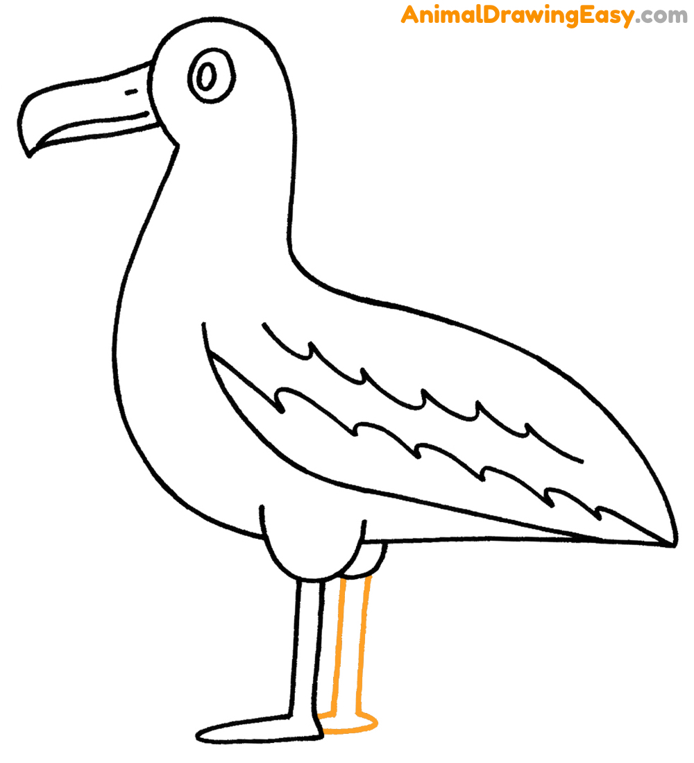 Step by Step Albatross Drawing