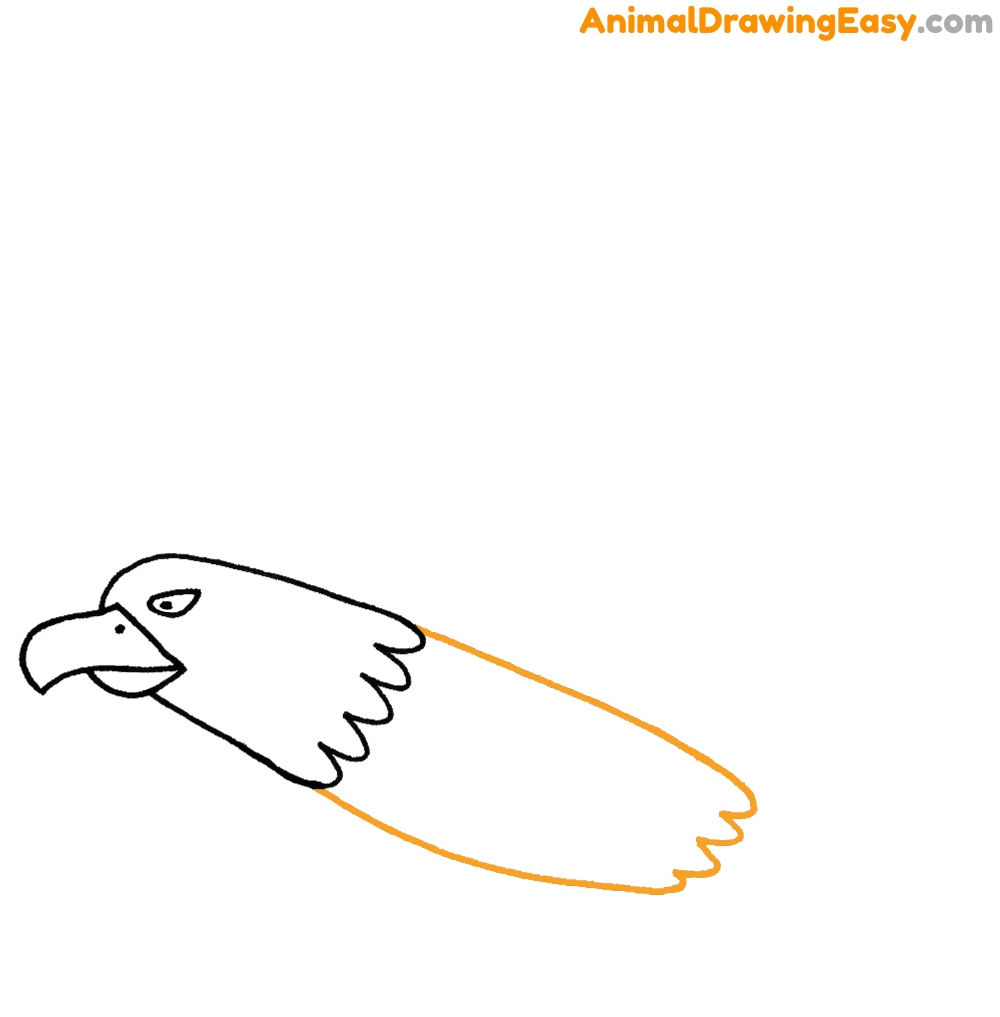 Bald Eagle Drawing Guide