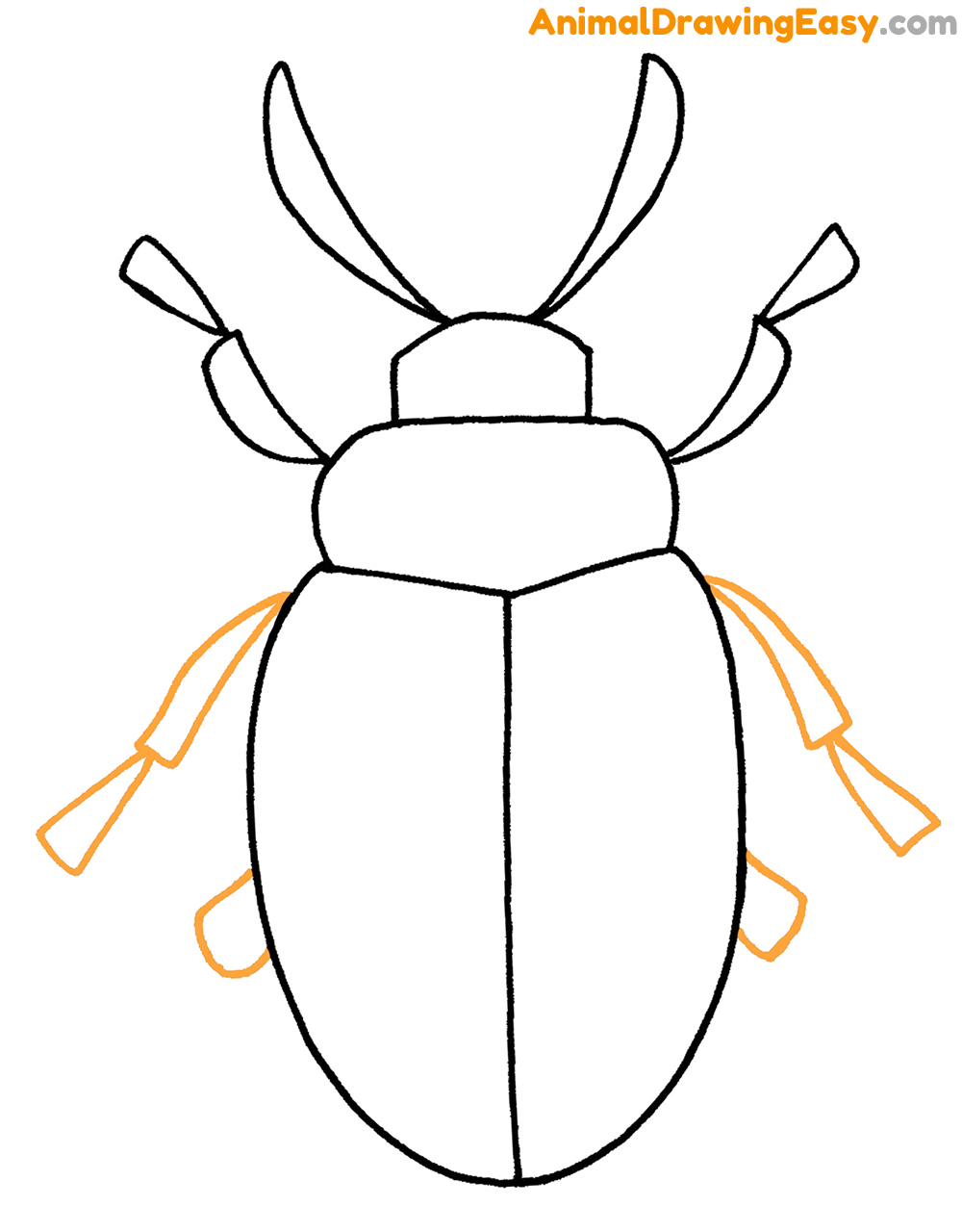 Beetle Drawing