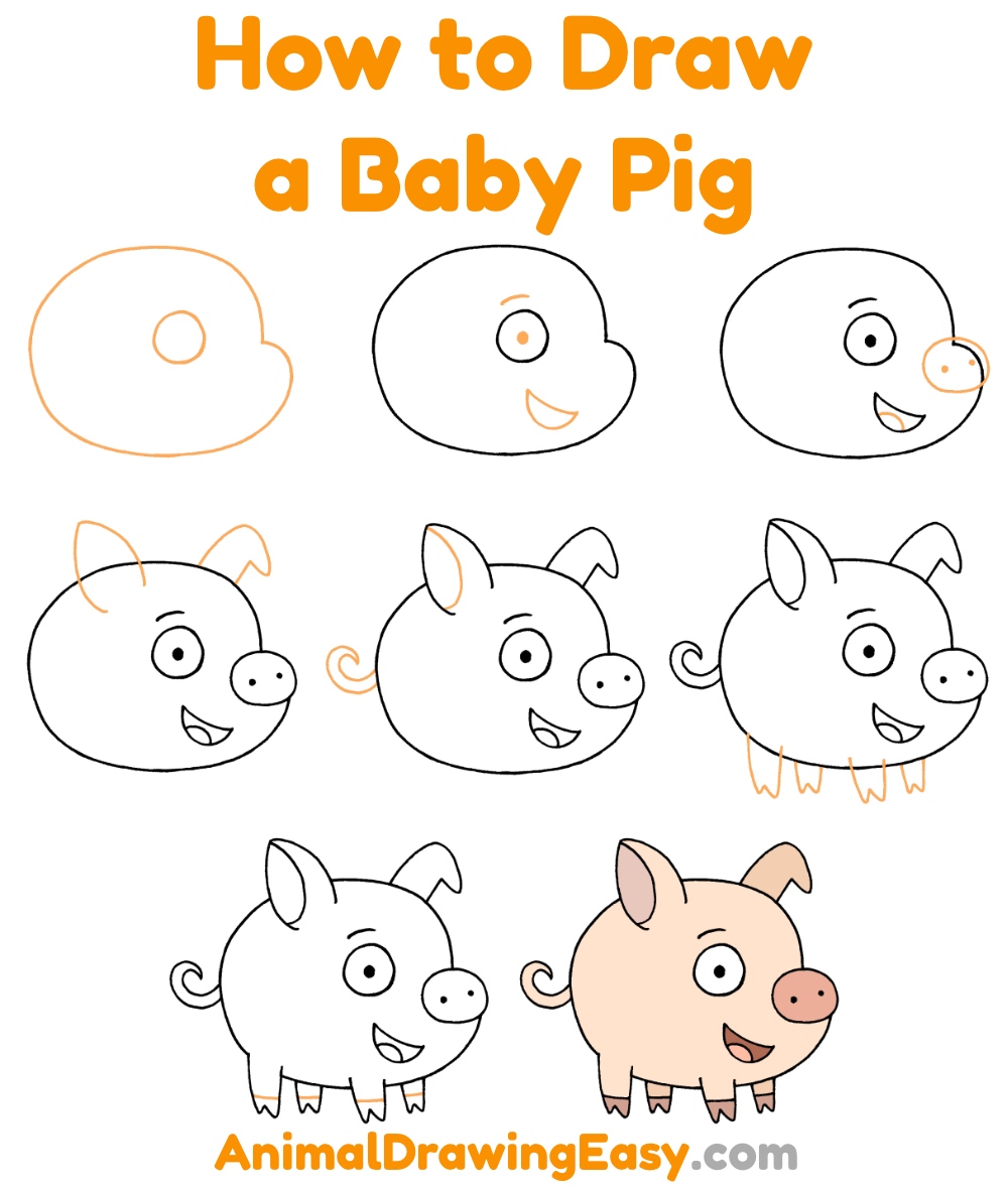 How to Draw a Baby Pig - Animaldrawingeasy.com