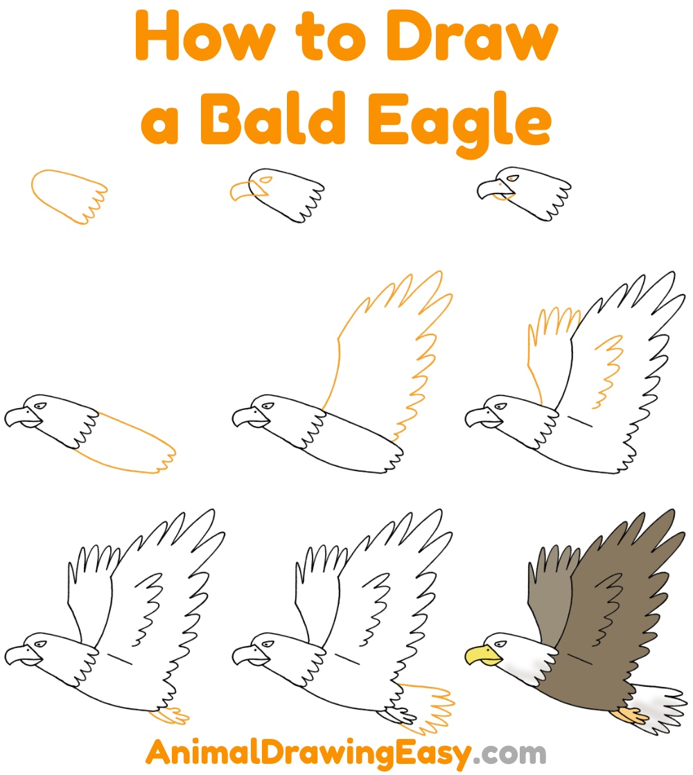 How to Draw a Bald Eagle Step by Step