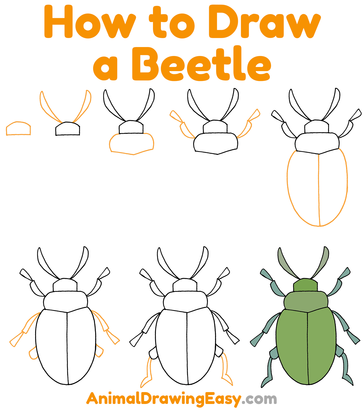 How to Draw a Beetle Step by Step