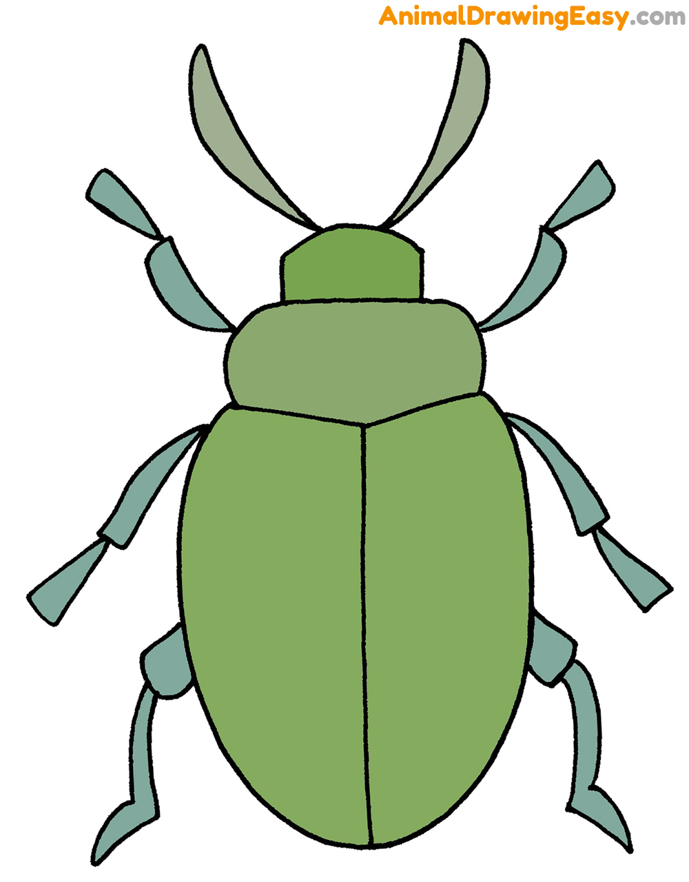 How to Draw a Beetle