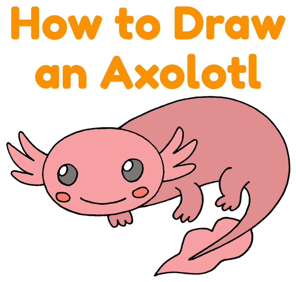 How to Draw an Axolotl Cute