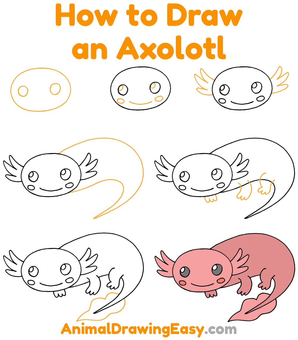 How to Draw an Axolotl Step by Step