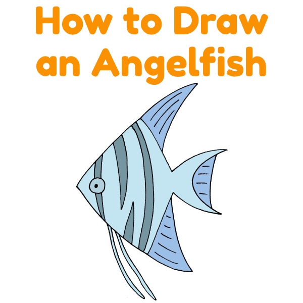 How to Draw an Angelfish - Animaldrawingeasy.com