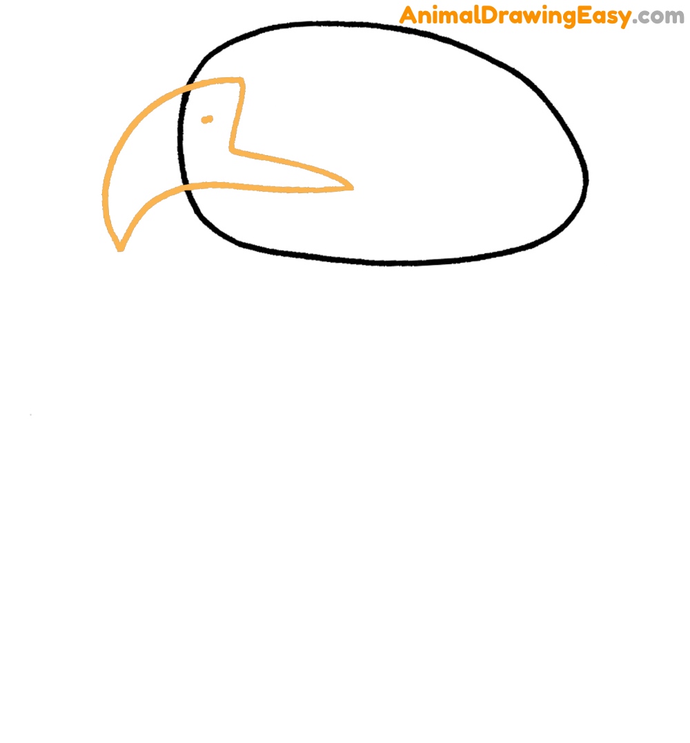 Step by Step Bald Eagle Head Drawing