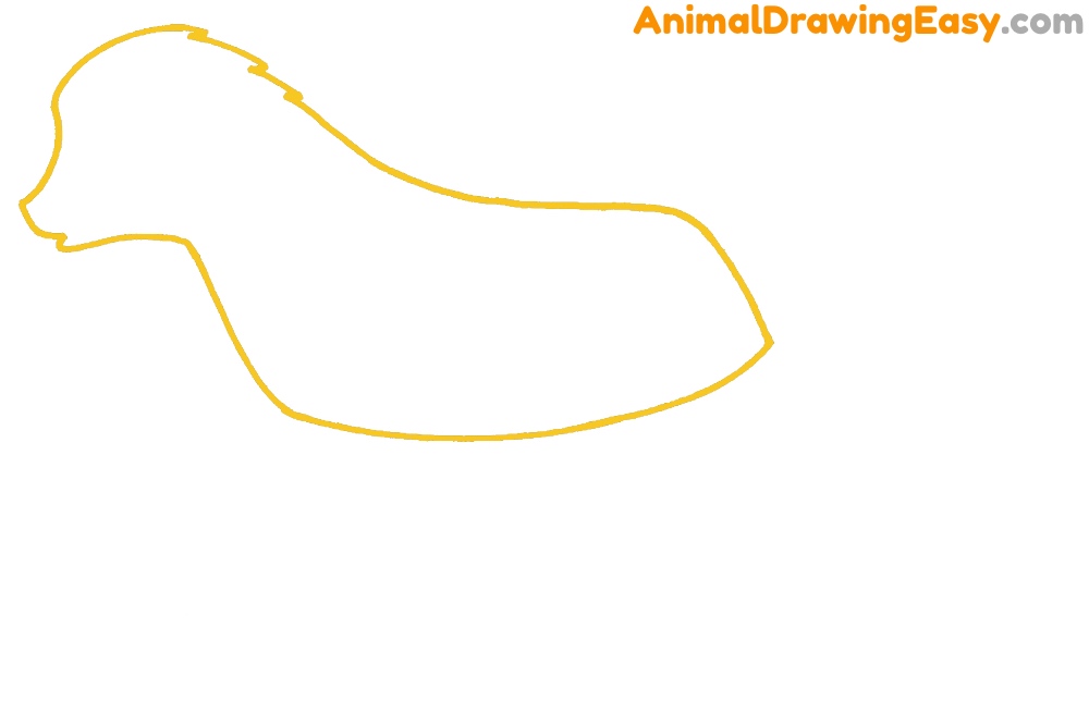 Baboon Drawing Guide
