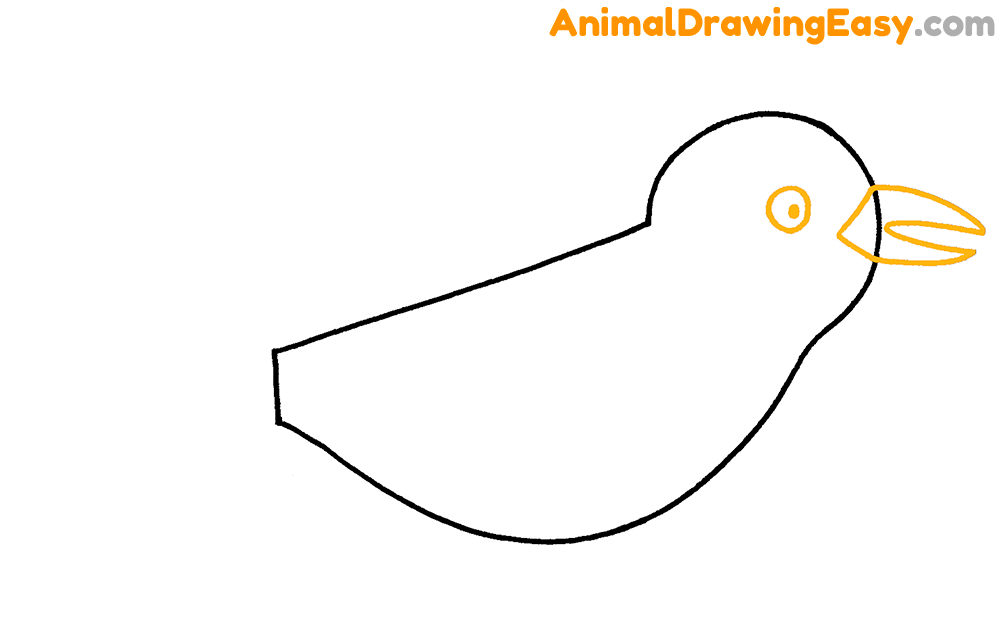 Blue Jay Drawing Guide