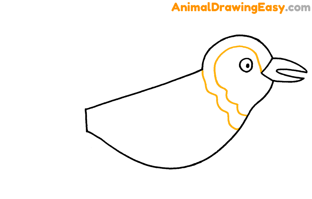 Blue Jay Drawing Lesson