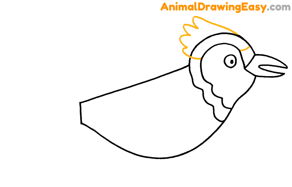 Blue Jay Drawing Tutorial