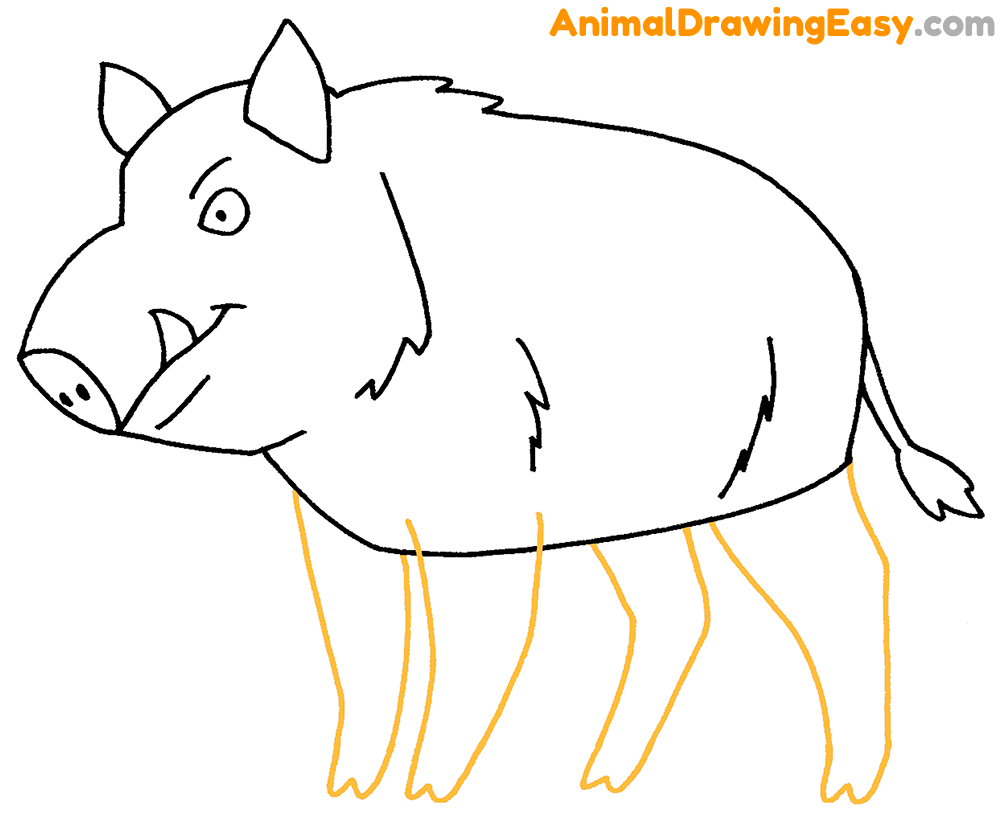 Boar Drawing