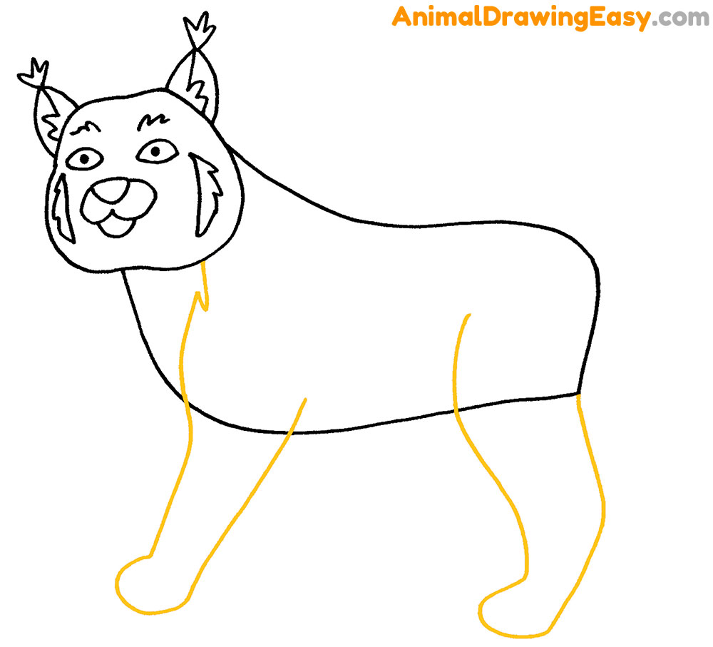 Bobcat Drawing Tutorial