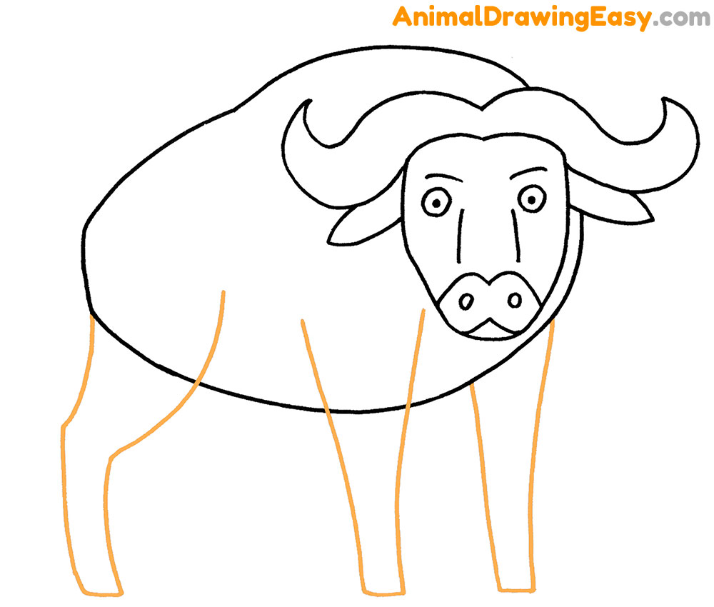 Buffalo Drawing Guide