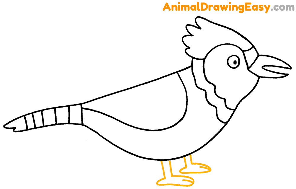 Draw a Blue Jay