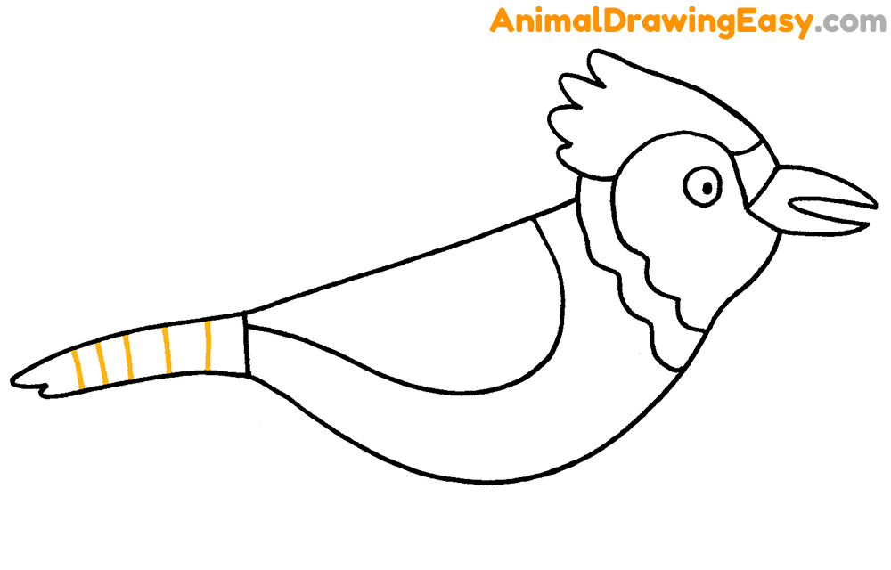 Drawing Blue Jay