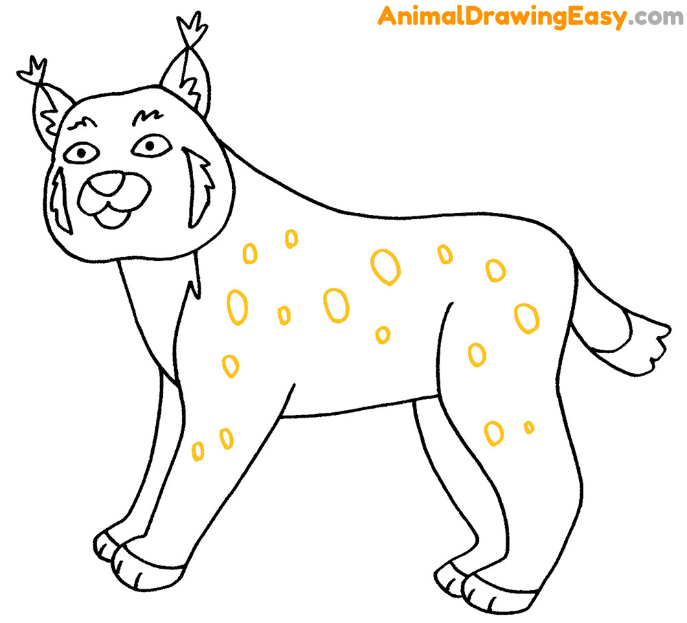 Drawing Bobcat