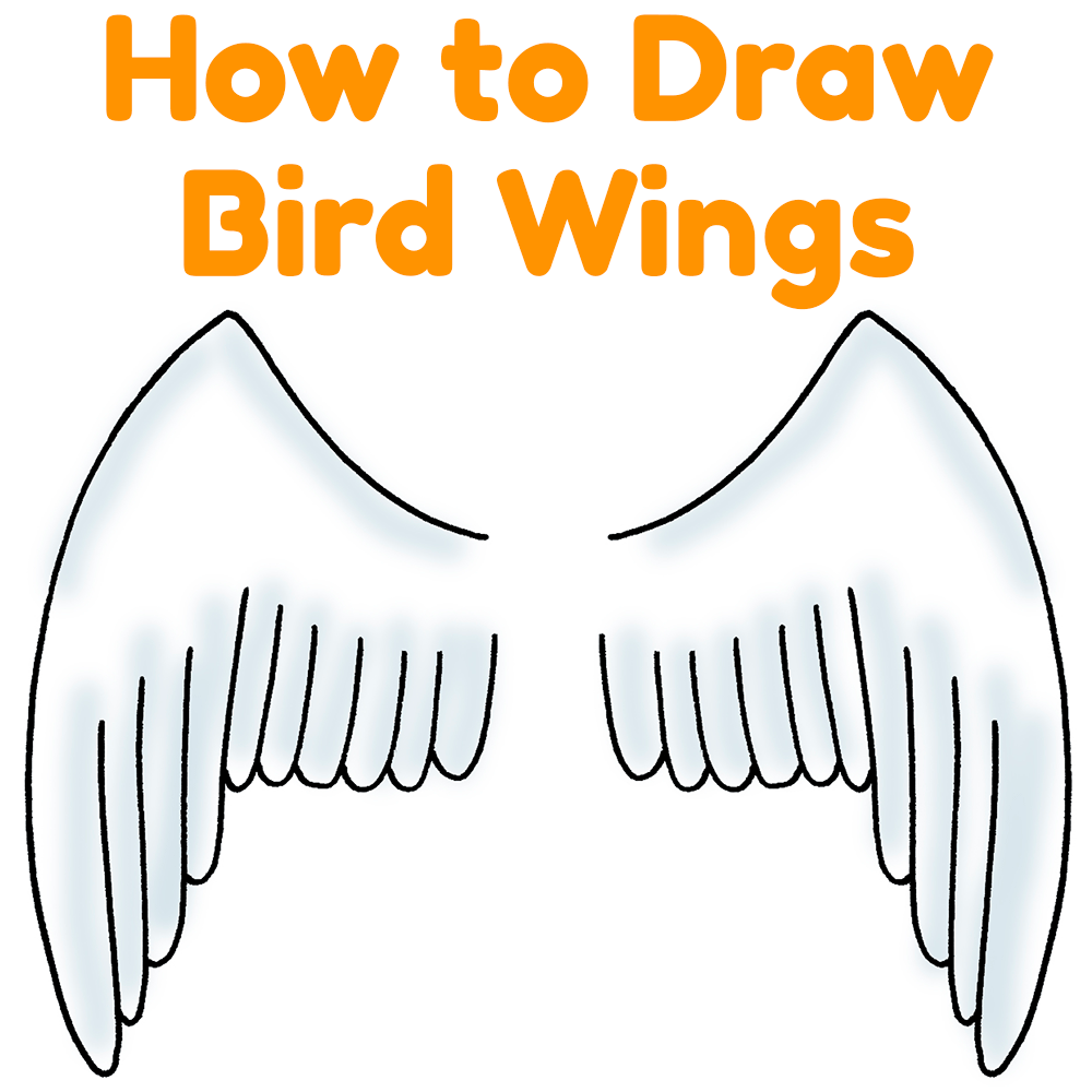 How to Draw Bird Wings Easy