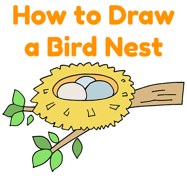 How to Draw a Bird Nest