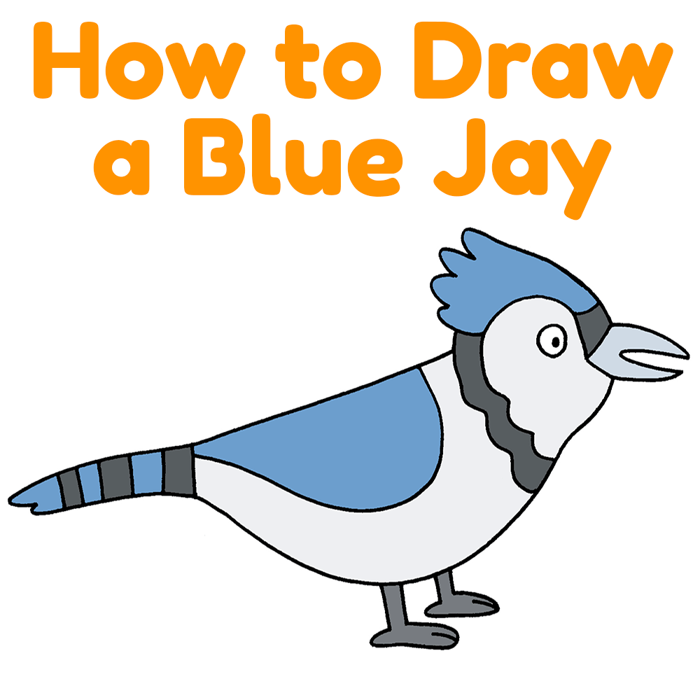 How to Draw a Blue Jay Easy