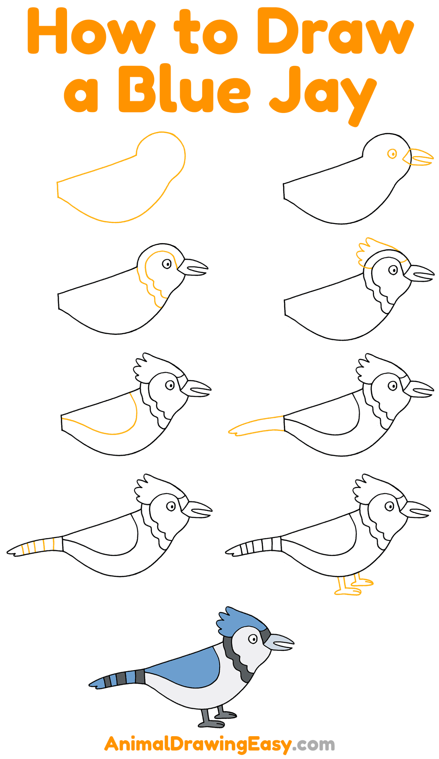 How to Draw a Blue Jay Step by Step