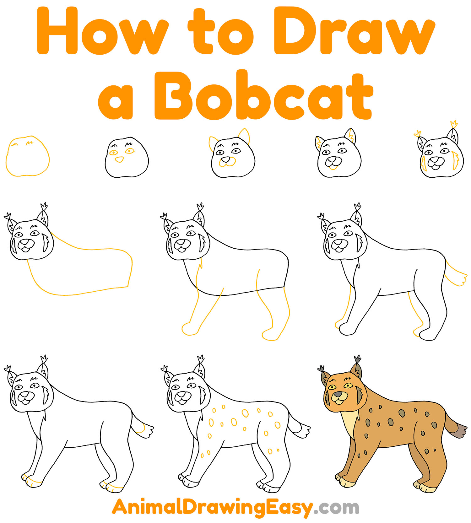 How to Draw a Bobcat Step by Step