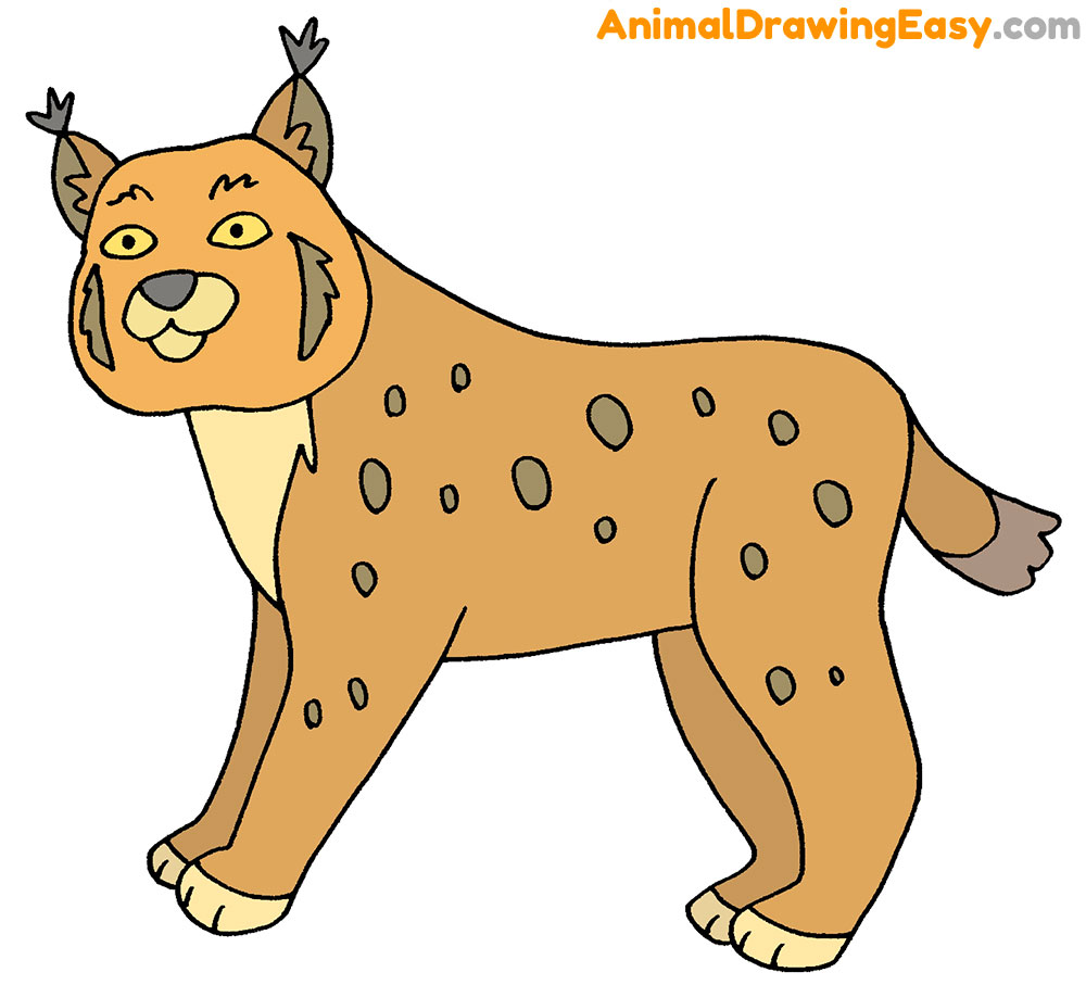 How to Draw a Bobcat