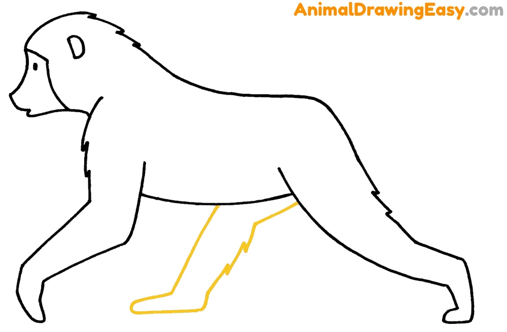 Step by Step Baboon Drawing