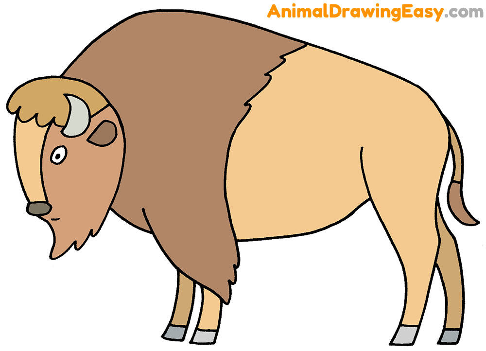 How to Draw a Bison Easy