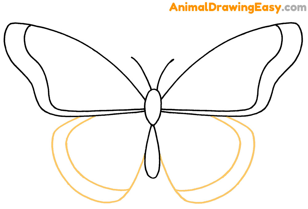 Butterfly Drawing Guide