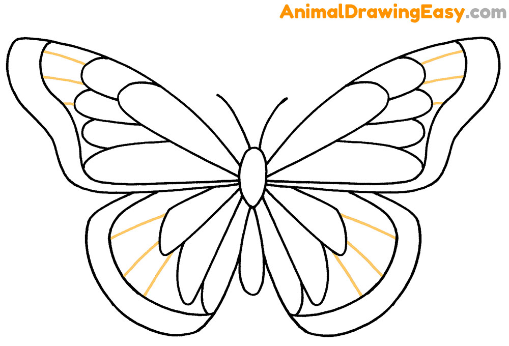 Drawing Butterfly